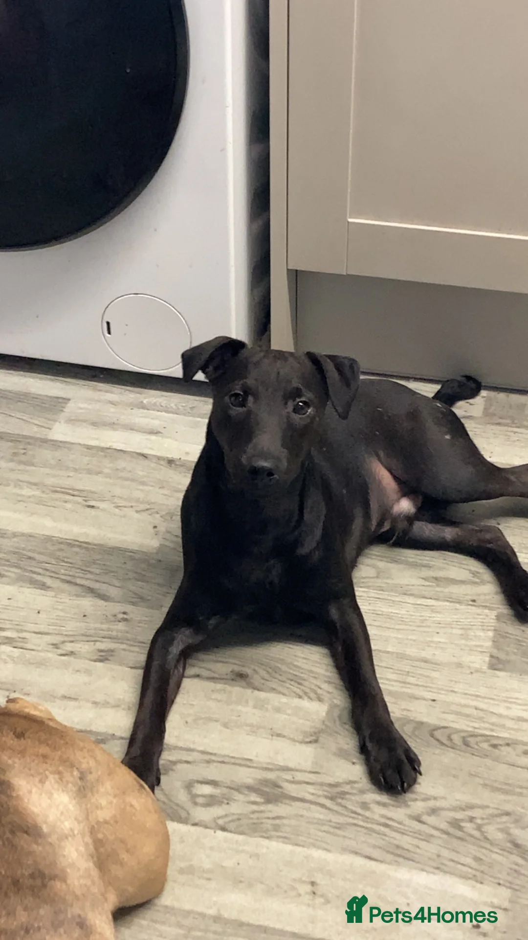 Mixed Breed dogs for sale: 6 month old patterdale x Lakeland  in Llandudno Junction - Advert 7