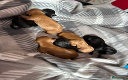 Cockapoo dogs for sale: 6 cockapoo boys  - Image 6