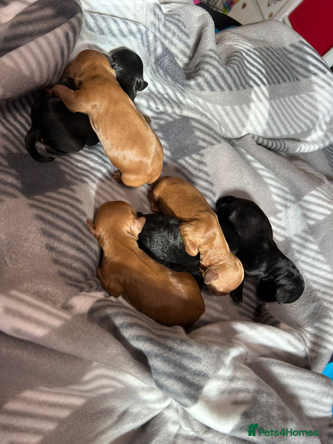 Cockapoo dogs for sale: 6 cockapoo boys  - Image 6
