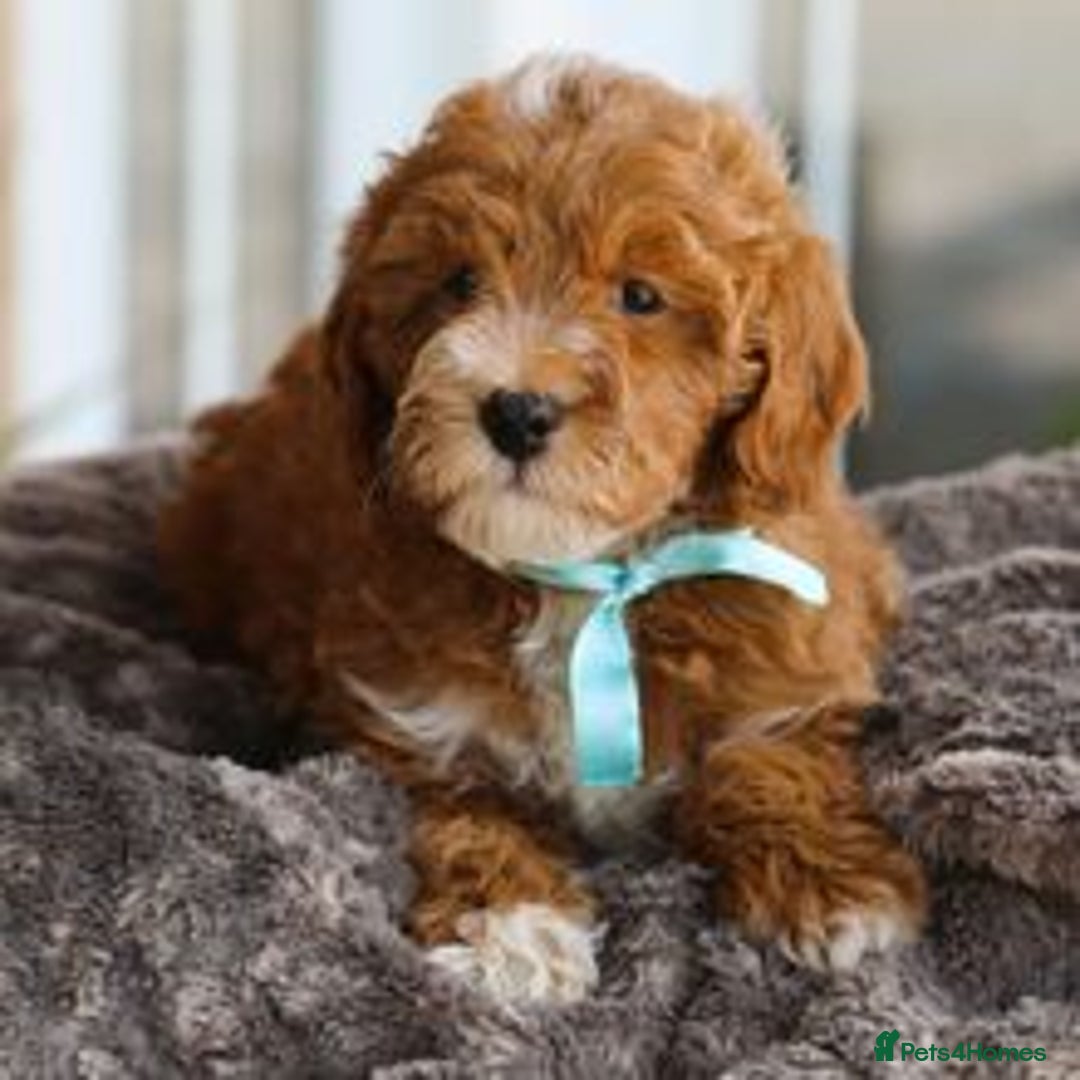 Goldendoodle dogs for sale: Goldendoodle puppies for sale  - Image 3