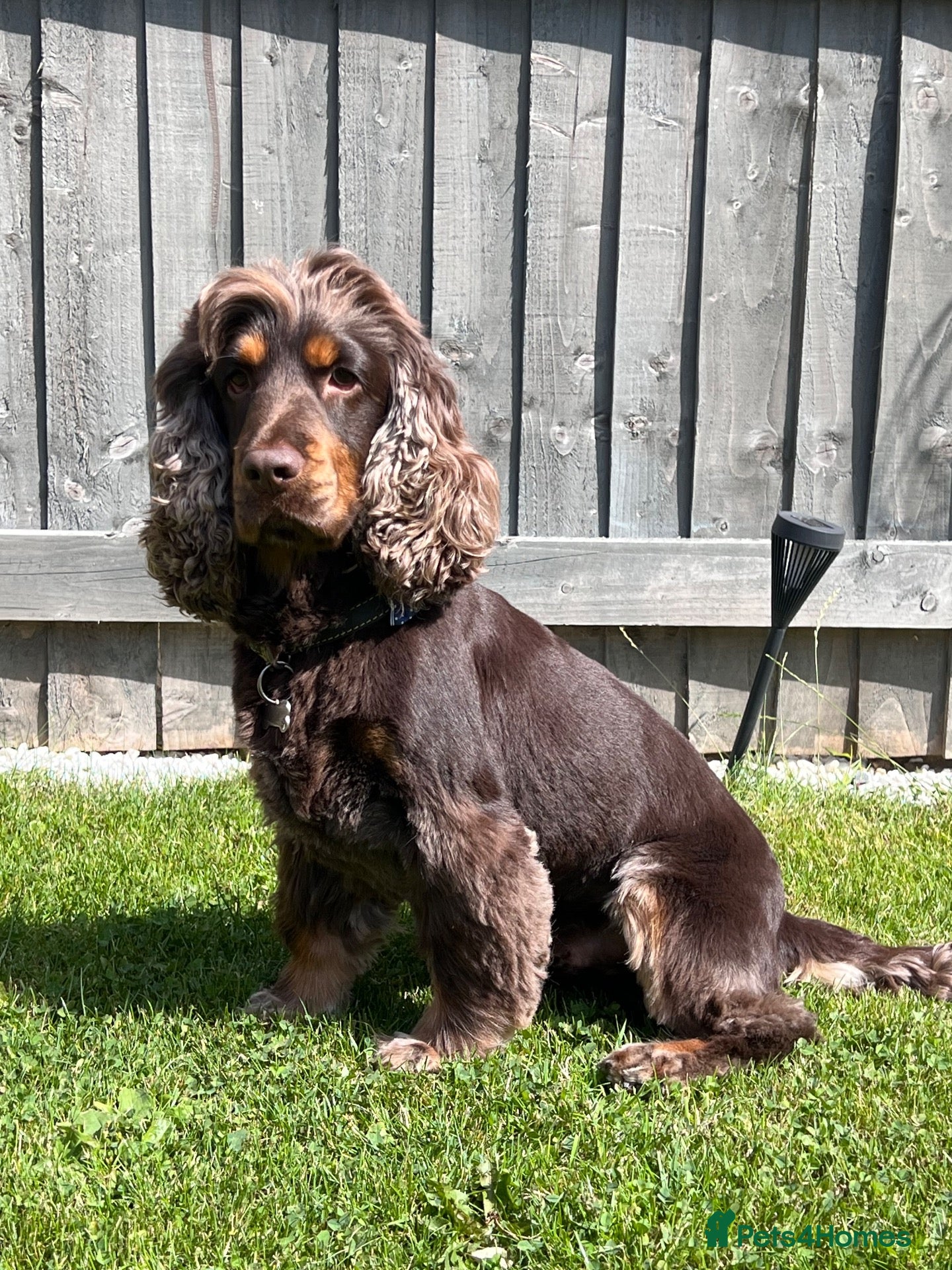 Cocker Spaniel dogs ⭐️ Incredible KC show cocker spaniel⭐️ - Advert 14