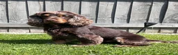 Cocker Spaniel dogs for stud: ⭐️ Incredible KC show cocker spaniel⭐️ - Advert 2