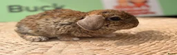 Mini Lop rabbits for sale: Mini lop (plush hypoallergenic)  - Advert 2