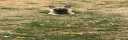 French Bulldog dogs for sale: French bulldog  - Advert 2