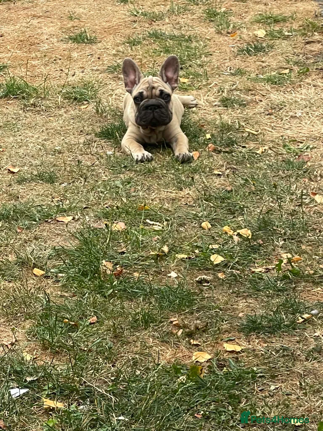 French Bulldog dogs for sale: French bulldog  - Advert 2