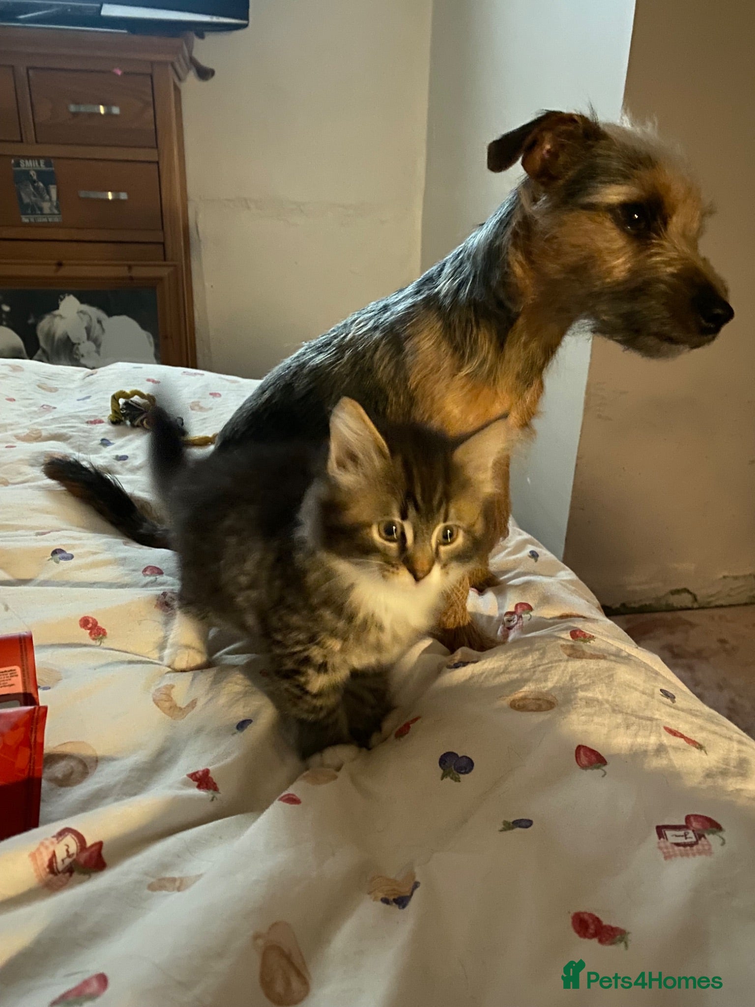 Bengal cats Baby Bengals READY NOW  - Advert 14