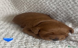 Cockapoo dogs for sale: F1b cockapoo puppies  - Image 9