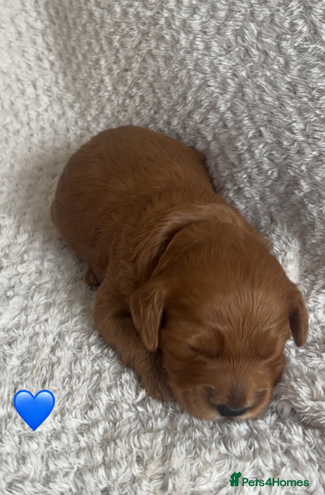 Cockapoo dogs for sale: F1b cockapoo puppies  - Image 9
