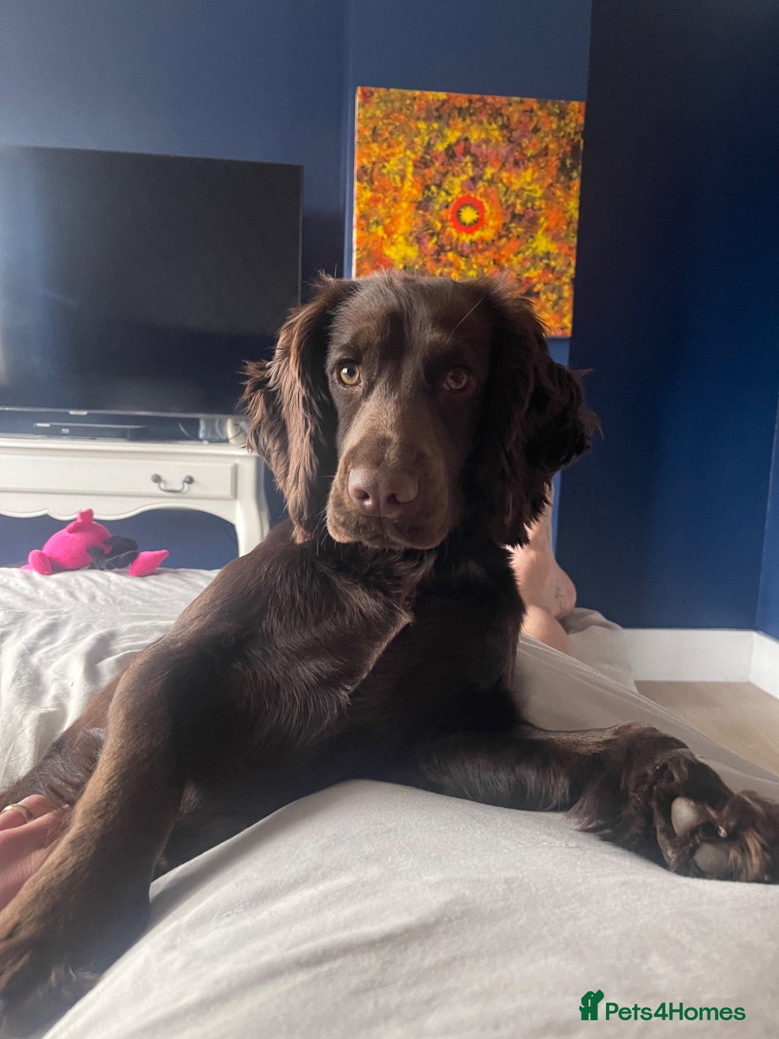 Cocker Spaniel dogs Belle  - Advert 2