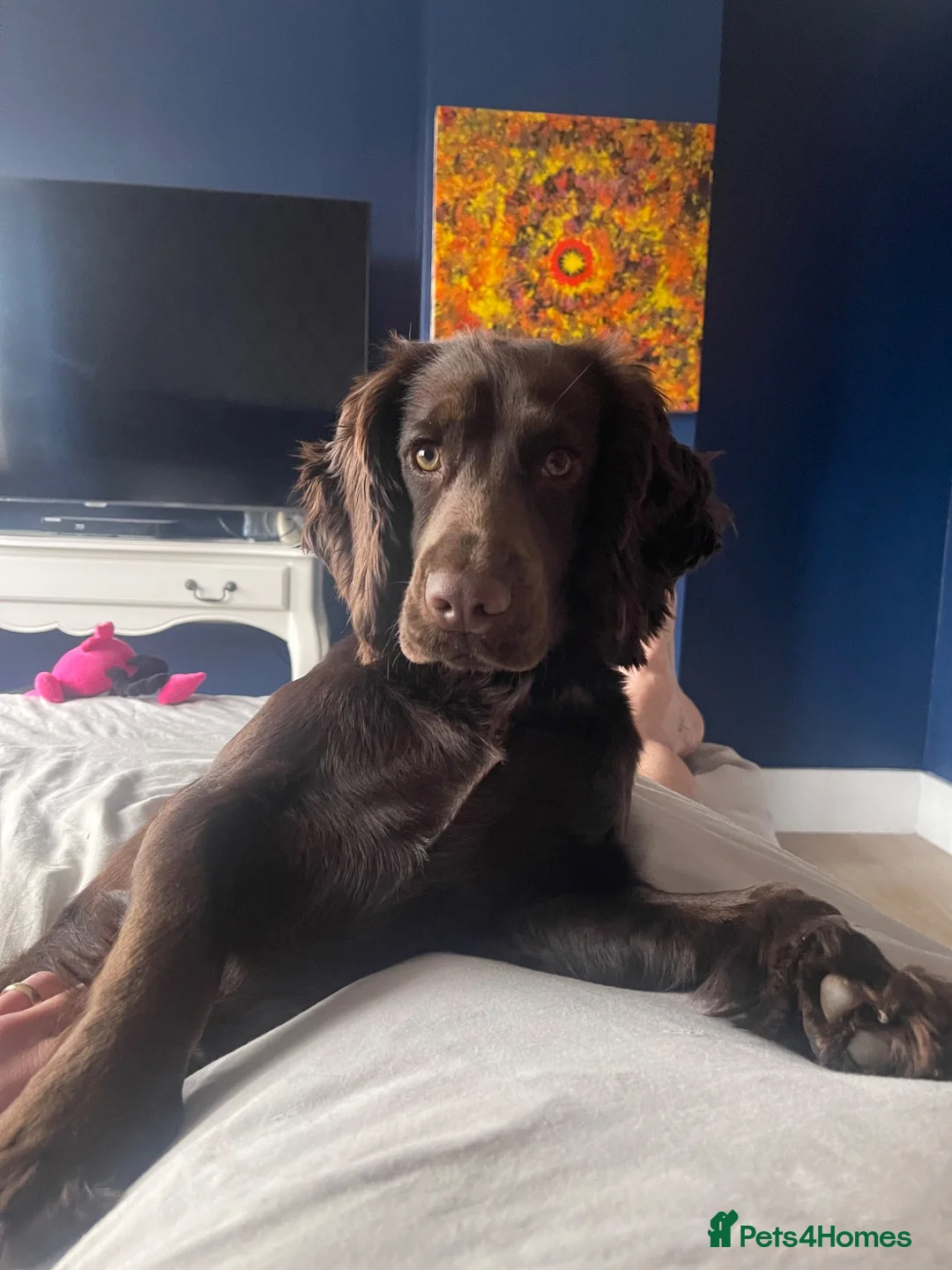 Cocker Spaniel dogs for sale: Belle  - Advert 1