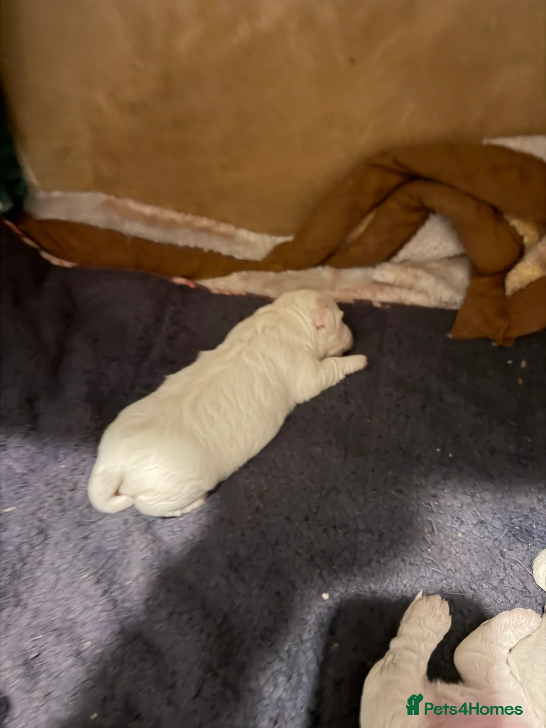 Mixed Breed dogs for sale: Maltipoo puppies in Salisbury - Advert 3