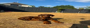 Dobermann 2