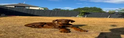 Dobermann dogs for sale: KC Registered Doberman puppies Available now. - Advert 4
