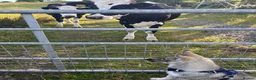 Siberian Husky dogs for sale: REHOMING!  in Bangor - Advert 4