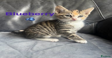 Mixed Breed cats - Advert 13