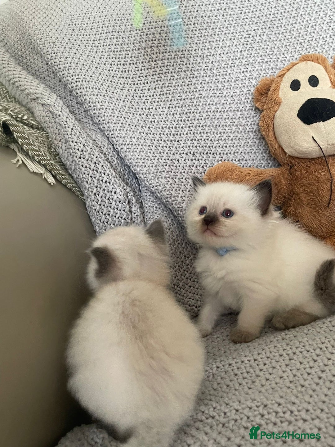 Ragdoll cats for sale: GCCF Ragdoll Kittens - Image 19