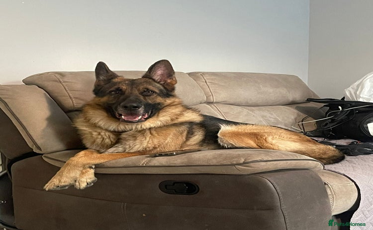 German Shepherd dogs - Advert 1