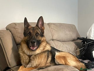 German Shepherd dogs - Advert 24