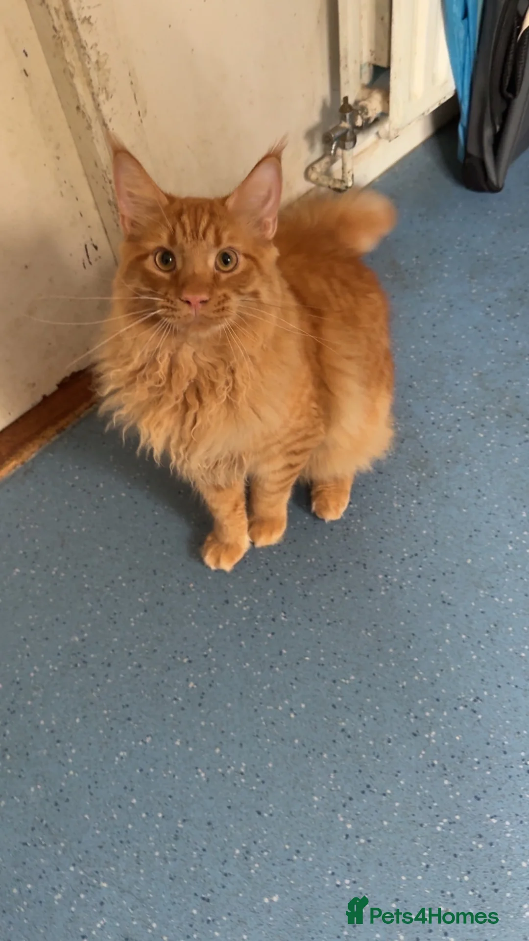 Maine Coon cats for sale: Male mainecoon ginger cat - Advert 4