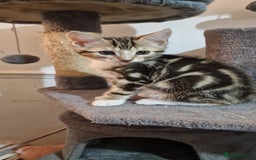Bengal cats for sale: Gorgeous Bengal/Savannah x DS - Image 7