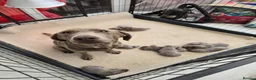 Labrador Retriever dogs for sale: Silver labrador puppies KC registered  - Advert 5