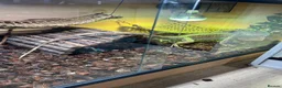 Iguana reptiles for sale: Iguana female with full settle - Advert 2