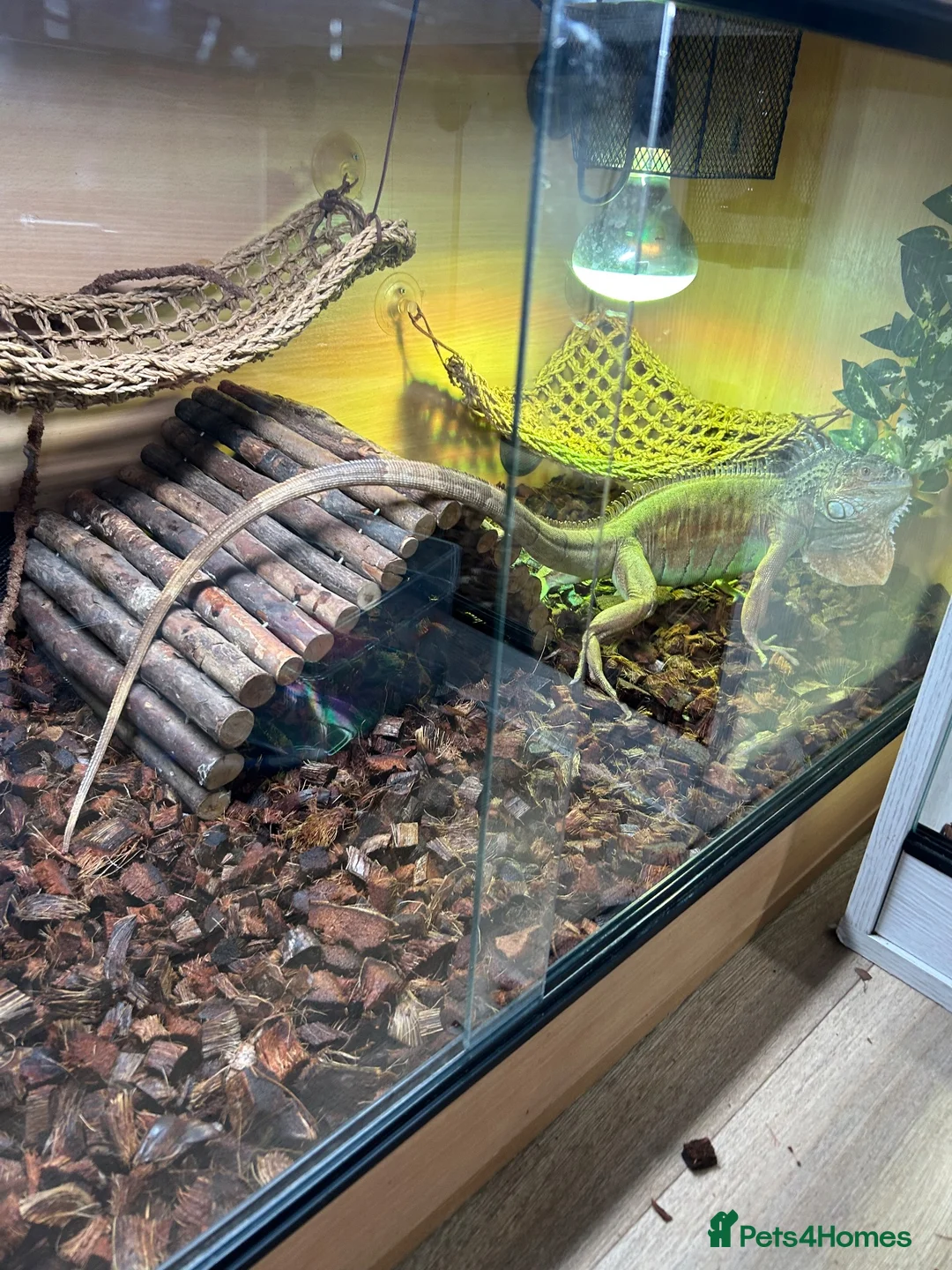 Iguana reptiles for sale: Iguana female with full settle - Advert 2