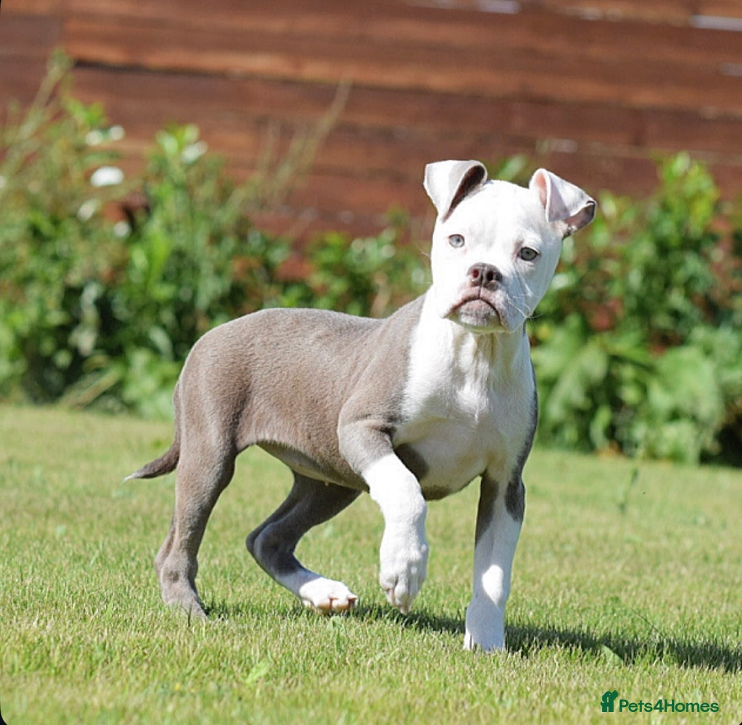 Olde English Bulldogge dogs for sale: 🛑23 YEARS🛑5⭐️APPROVED⭐️LICENSED  - Image 16