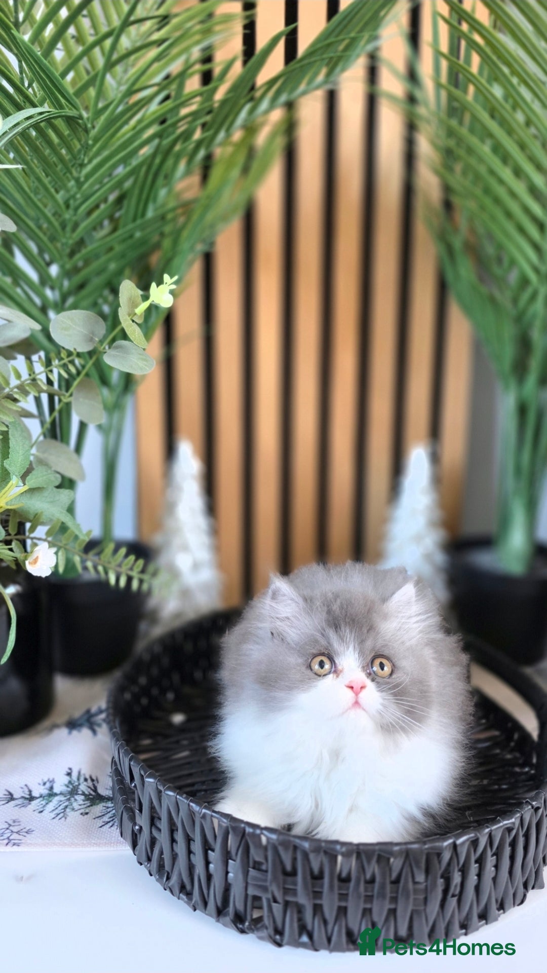 Mixed Breed cats for sale: Beautiful Ragdoll-Persian kittens - Advert 5