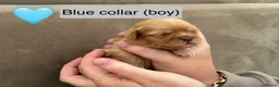 Shih Tzu dogs for sale: Shihtzu puppies - Advert 4