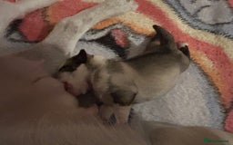 Pug dogs for sale: KC reg pug puppies  - Image 2