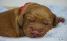 Mixed Breed dogs for sale: Golden Cocker Spaniel  - Image 10