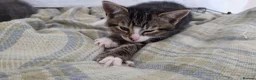 Mixed Breed cats for sale: Adorable mixed breed kittens for sale - Advert 16