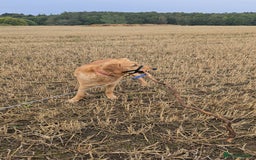 Golden Retriever dogs for sale: 9month Golden Retriever  - Image 1