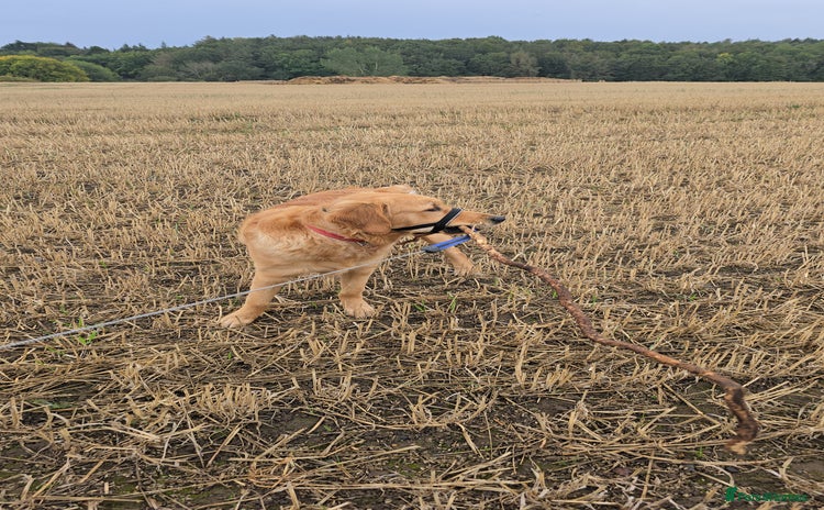 Golden Retriever dogs - Advert 10
