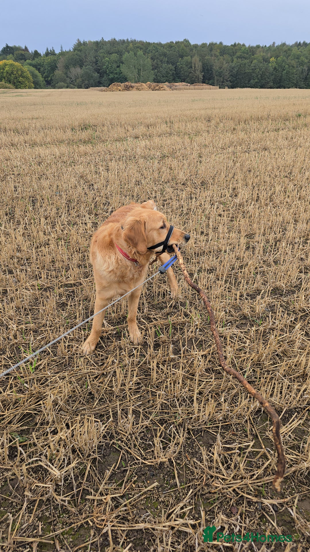 Golden Retriever dogs for sale: 9month Golden Retriever  - Image 1