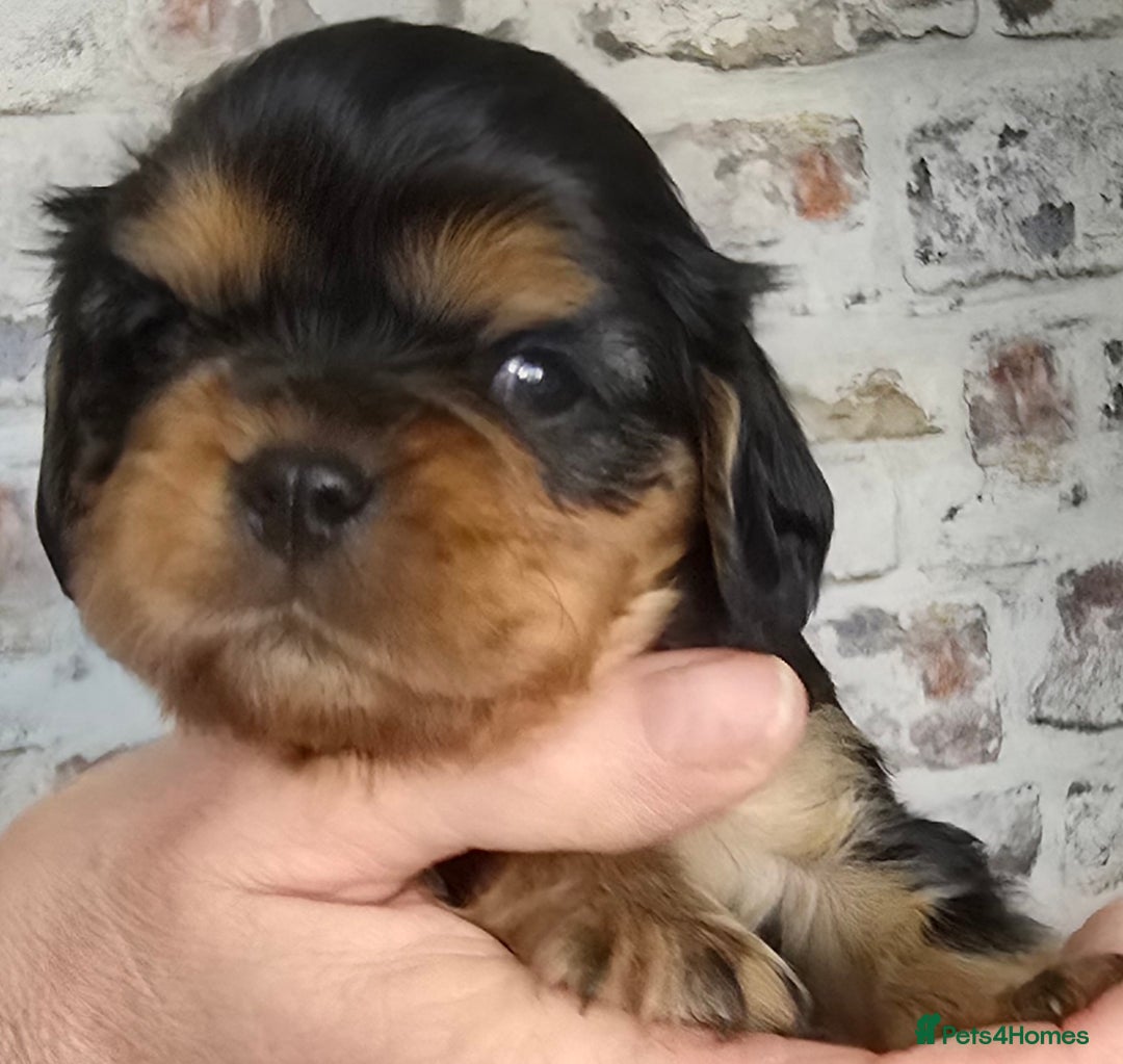 Cavalier King Charles Spaniel dogs for sale: Beautiful Cavalier King Charles Puppies  - Advert 13