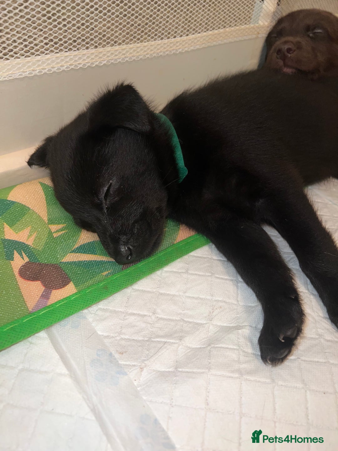 Mixed Breed dogs for sale: Labsky puppies  - Advert 13