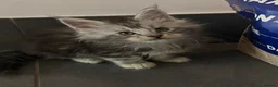 Maine Coon cats for sale: Maine coons  - Advert 2