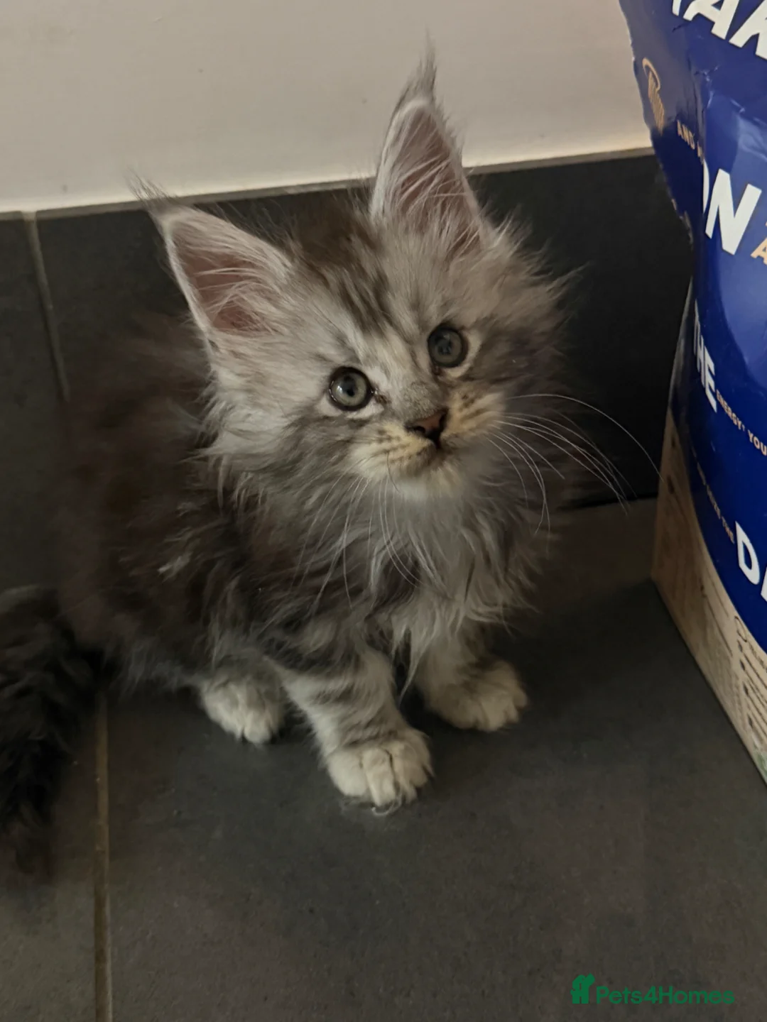 Maine Coon cats for sale: Maine coons  - Advert 2