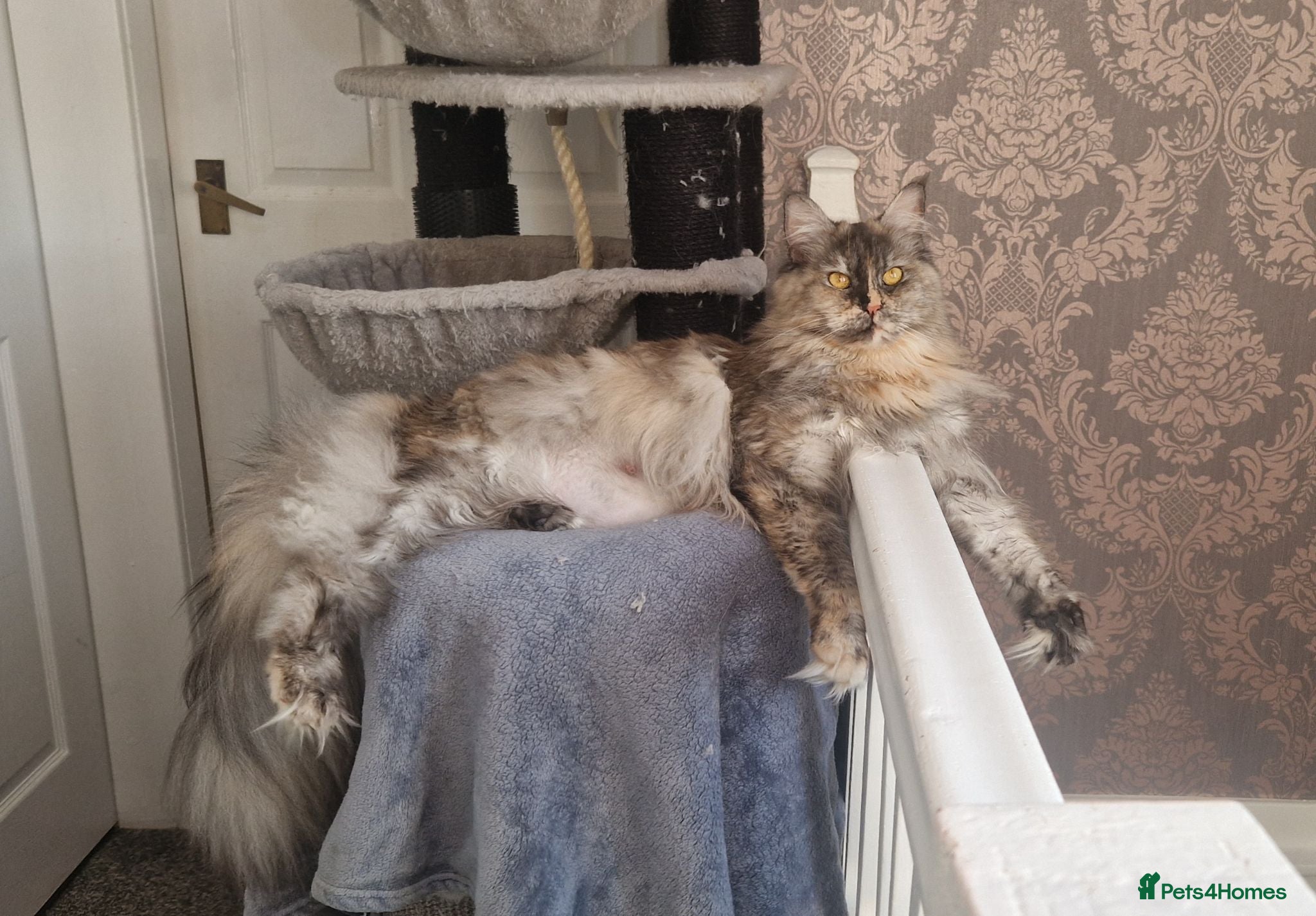 Maine Coon cats Beautiful GCCF Registered female  - Advert 2