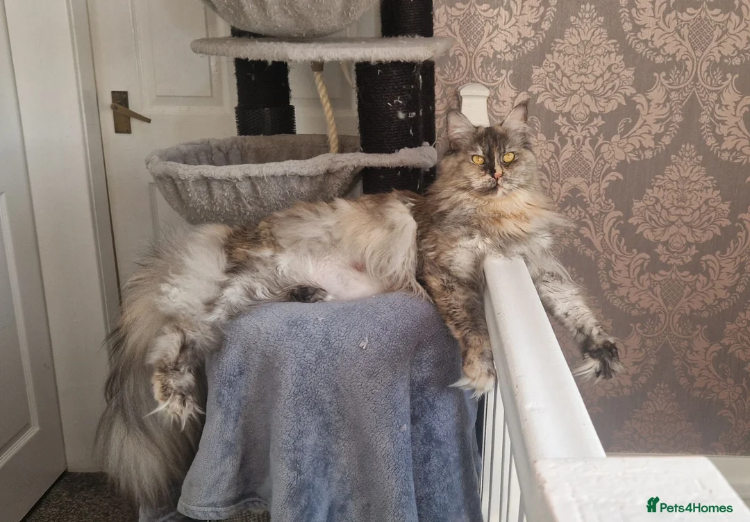 Maine Coon cats for sale: Beautiful GCCF Registered female  - Advert 1