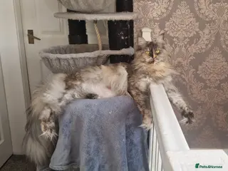 Maine Coon cats Beautiful GCCF Registered female - Advert 1