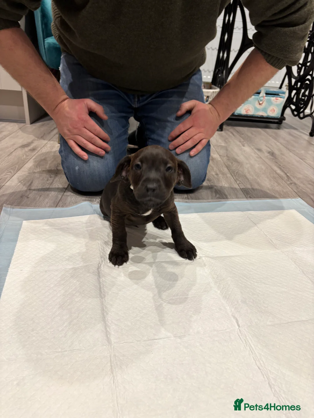 Patterdale Terrier dogs for sale: Patterdale puppies ready to go - Advert 8