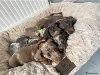 Miniature Dachshund dogs Miniature Dachshunds - Advert 5