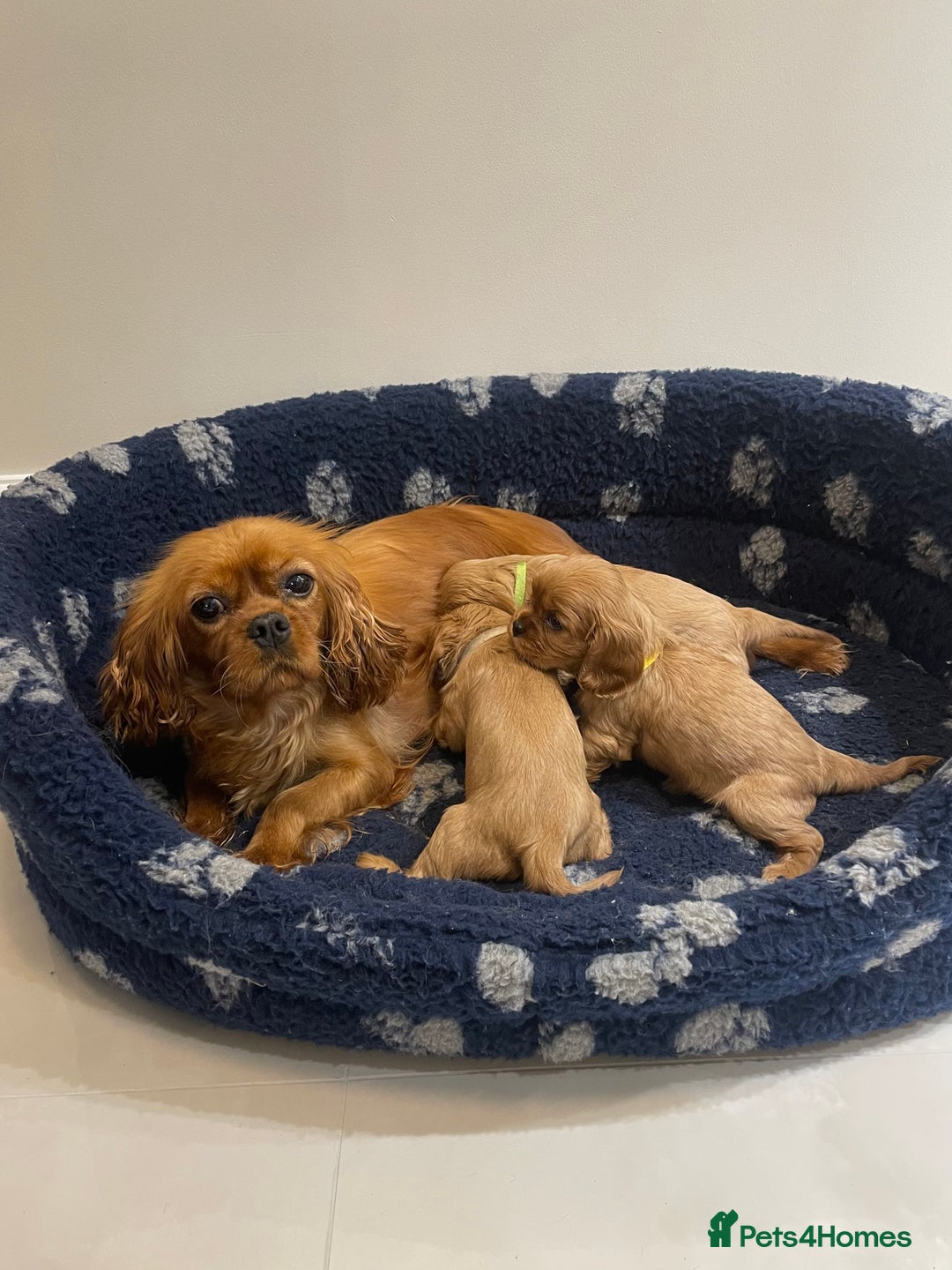 Cavalier King Charles Spaniel dogs for sale: Cavalier King Charles  - Image 8