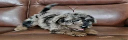 Mixed Breed dogs for sale: Foodle Puppies  in Todmorden - Advert 8