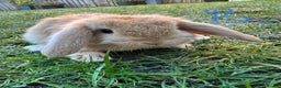 Mini Lop rabbits for sale: Mini Lop Rabbits  - Advert 4