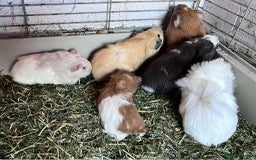 Guinea Pig rodents for sale: Beautiful baby Guinea pigs - Image 1