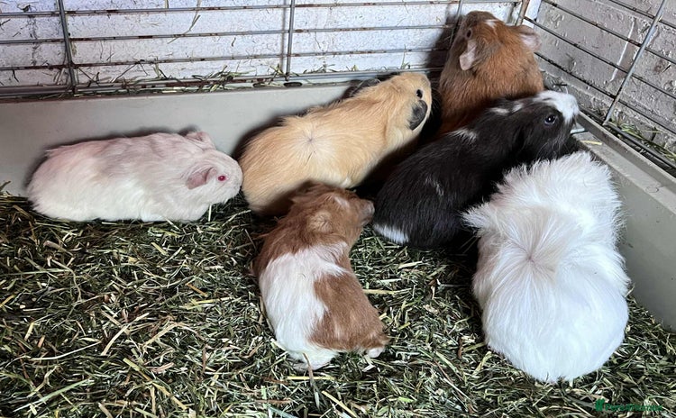 Guinea Pig rodents - Advert 8